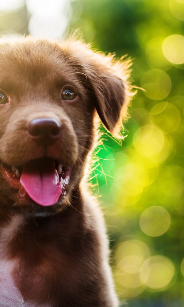 Die beste Vermeidungsstrategie für Katzenjammer und Hundeheulen - deine Tierversicherung - Marcel Schaufler